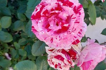 צימר Terra D Aspra