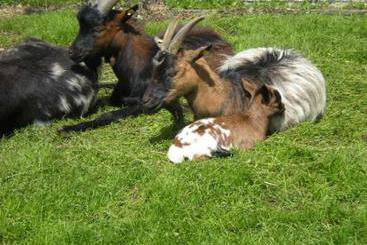 קוטג'' Bauernhof Vierthalerhof