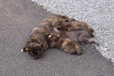 بيت ريفى Biobauernhof Moar In Greith