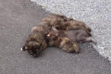 بيت ريفى Biobauernhof Moar In Greith