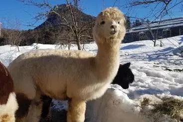 Lägenhet Oase Berta