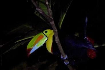 Casa Turtle Bogue Hostel