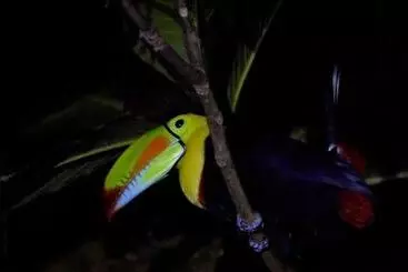 Casa Turtle Bogue   Hostel