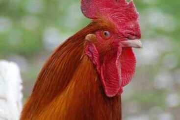 בית מלון כפרי Lelymare Logies