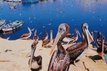 פנסיון Casa Talara