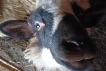 Pensiunea Agroturistica Casa Pribegilor