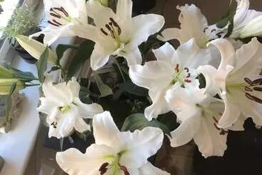 Aamiaismajoitus (B&B) Babas Rooms