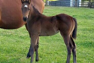 بنسيون Prosper Stud Guest House