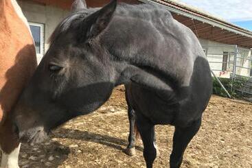 Bed and Breakfast Pension Slunečná