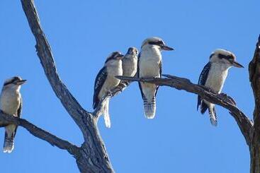 Austiny Bed And Breakfast Victor Harbor