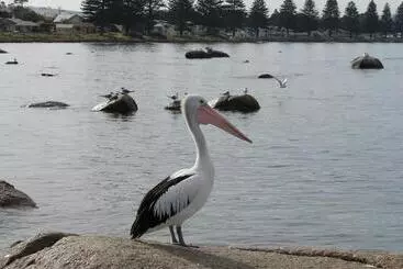 Austiny Bed And Breakfast Victor Harbor