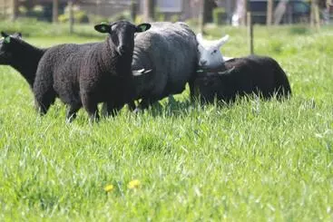 Aamiaismajoitus (B&B) Logerenbijonsz