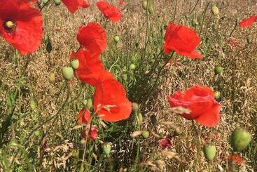 בית מלון כפרי Villa Sandby Bed And Breakfast