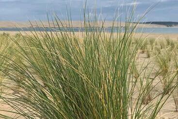 Lomakeskus Mobil Home 6 Personnes Cap Ferret By Vayny