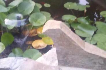 Bed and Breakfast Pizzeria Marino Italia