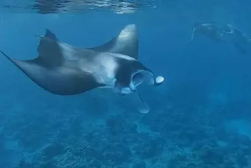 ペンション Nihaali Maldives