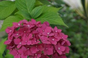 ペンション Olesya Guesthouse