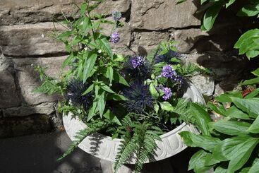 پانسیون Edinburgh 37