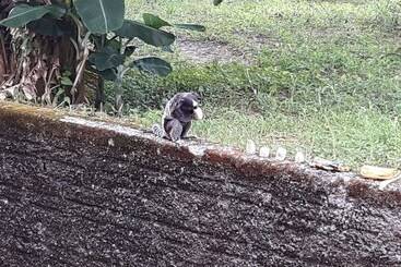 Hostel Retiro Do Sagui