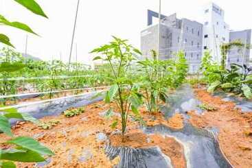 Daebudo Healing Pension