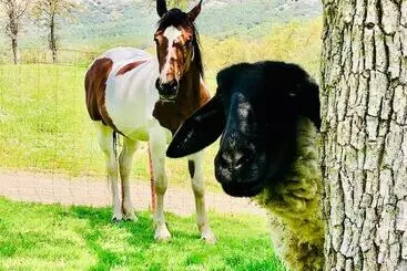 Mökkimajoitus Off Grid 1 Bed Cabin In Yokuts Valley