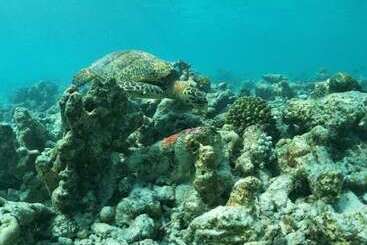 پانسیون One The Island