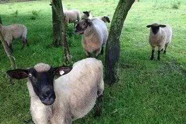 Mökkimajoitus Schoenes Modernes Ferienhaus Am See