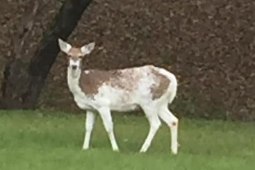 פנסיון Trailside Inn