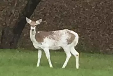 Pension Trailside Inn