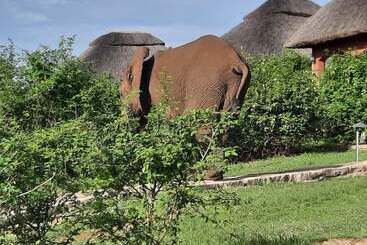 Buffalo Safari Lodge