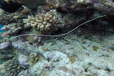 پانسیون Casa Enjoy Maldives