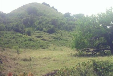 هتل Flemming Tree