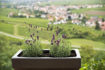 Hotel Burggarten Appartements Neuleiningen