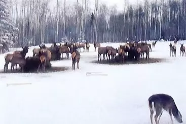 Mökkimajoitus Hawkrock Wilderness Adventures