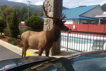 فندق على الطريق Cherokee Lodge