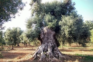 Bed and Breakfast Double Room In Ancient Masseria Near The Sea In A Quiet Olive Trees