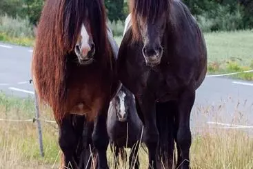 Pansiyon Bilitt Gård