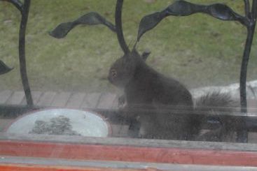 Inn Of Amigos Yasuda Pension