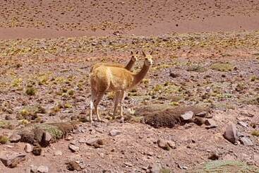 Отель Posada Del Olivo