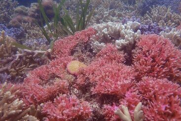 酒店 The High Dive Gili Gede