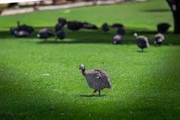 ホテル Nofa Riyadh, A Radisson Collection Resort