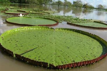 בית מלון כפרי Cabaña Flotante Kurupira