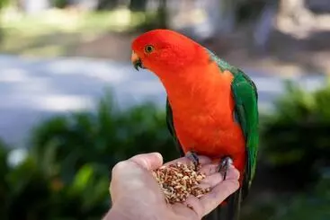 Majatalo Rosella S On Springbrook