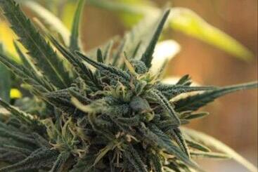 ベッドアンドブレックファースト Ketama Canabis