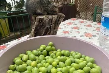 ペンション şirince Lotus Konakları