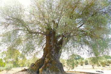 פנסיון Casa Fialli