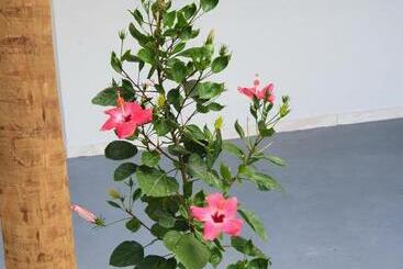 Vandrarhem Pousada Canto Da Barra