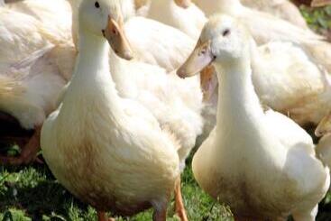 Lindlhof Fam. Taferner