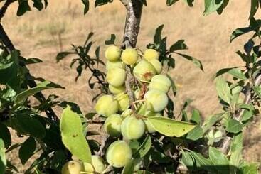 민박 Les Gonies Amande