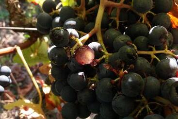 Bed and Breakfast Domaine Du Papillon